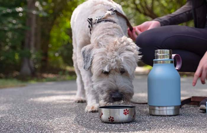 Dog water bottle