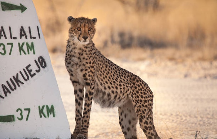 Conservation status of cheetahs and why their survival is important