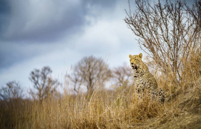 Impact of climate change on Cheetahs