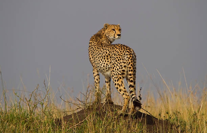 Physical Characteristics and Habitat of Cheetahs
