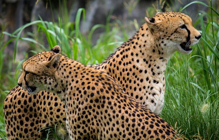 The Cheetah_ Magnificent but Fragile